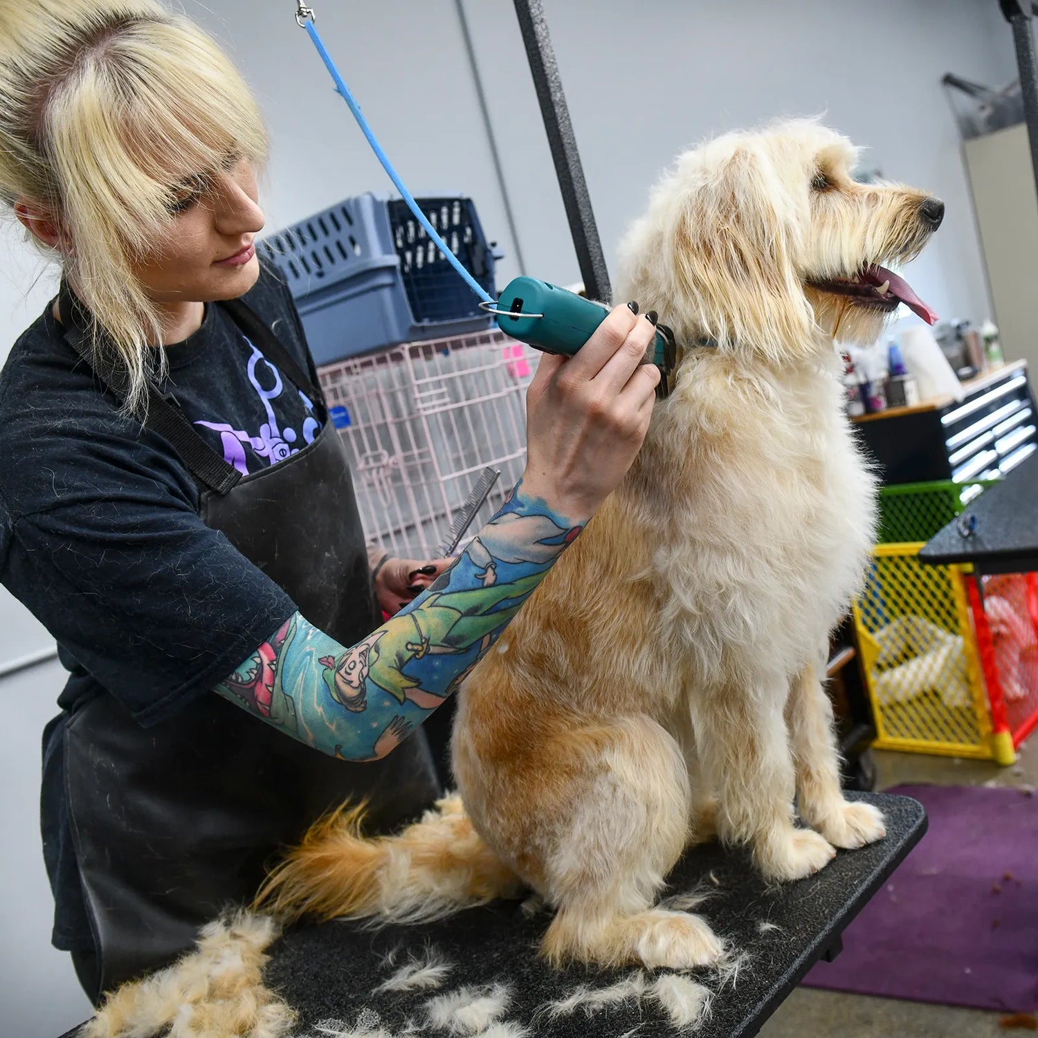 Pet Grooming Supplies